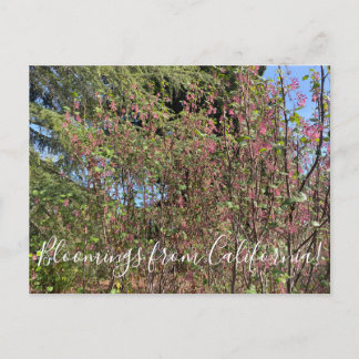 Postal Bloomings from California: Chaparral Currant