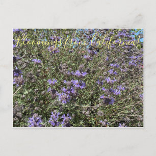 Postal Bloomings from California: Cleveland Sage