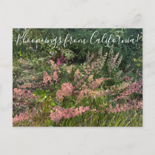 Postal Bloomings from California: Coral Bells