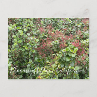 Postal Bloomings from California: Corriente Evergreen