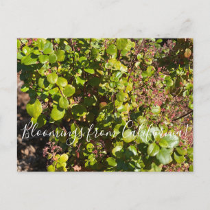 Postal Bloomings from California: Corriente Evergreen