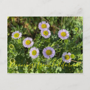 Postal Bloomings from California: Daisies costeros