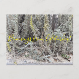 Postal Bloomings from California: Dune Sagewort