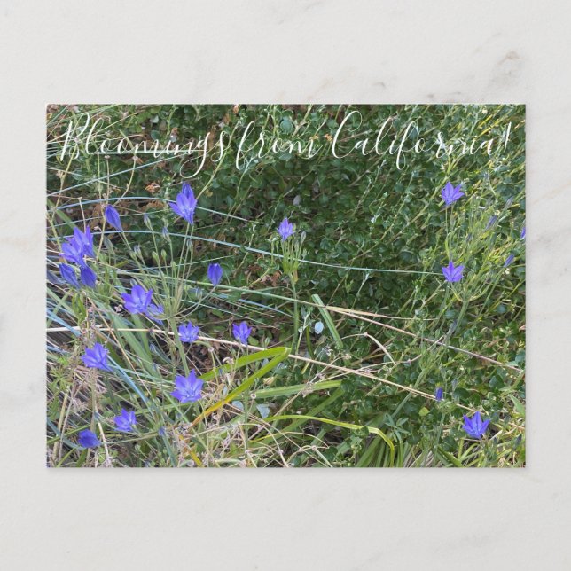 Postal Bloomings from California: El discurso de Ithuriel (Anverso)