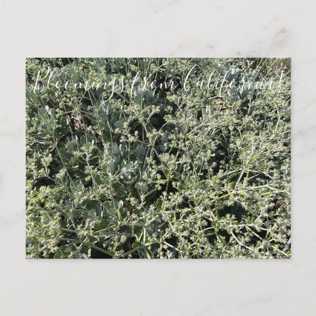 Postal Bloomings from California: El encaje de St. Cather (Anverso)