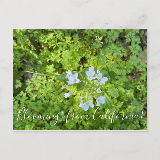 Postal Bloomings from California: Empleadas lecheras (Anverso)