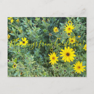 Postal Bloomings from California: Encelia californica