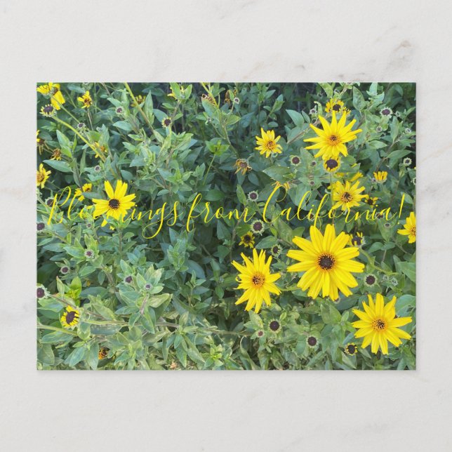 Postal Bloomings from California: Encelia californica (Anverso)