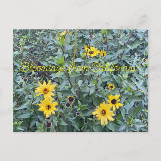 Postal Bloomings from California: Encelia californica (Anverso)