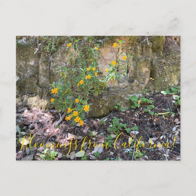 Postal Bloomings from California: Flores de monos (Anverso)