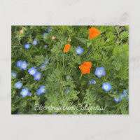 Bloomings from California: Flores silvestres de ab