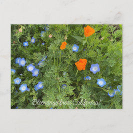 Postal Bloomings from California: Flores silvestres de ab