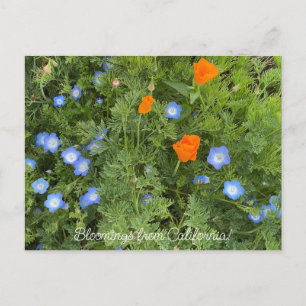 Postal Bloomings from California: Flores silvestres de ab