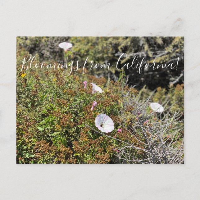 Postal Bloomings from California: Gloria de la Costa Mora (Anverso)