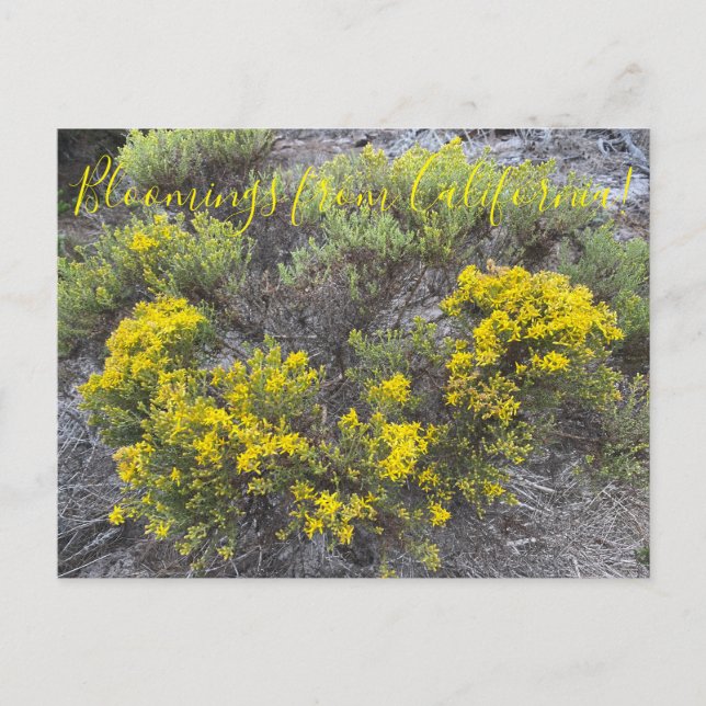 Postal Bloomings from California Gold (Anverso)