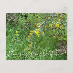 Postal Bloomings from California: Golden Currant