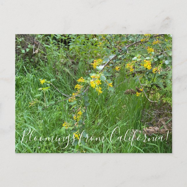 Postal Bloomings from California: Golden Currant (Anverso)