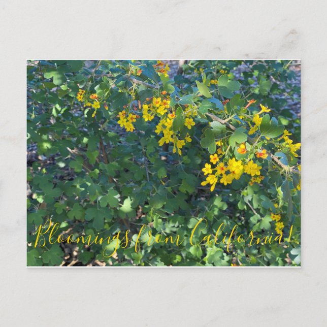 Postal Bloomings from California: Golden Currant (Anverso)