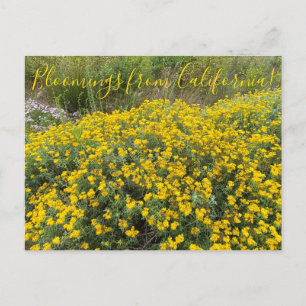 Postal Bloomings from California: Golden Yarrow