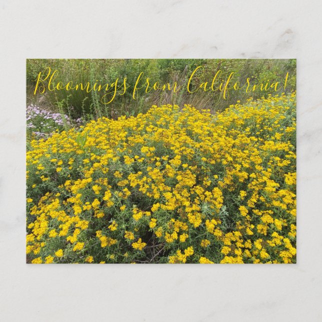 Postal Bloomings from California: Golden Yarrow (Anverso)
