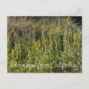Postal Bloomings from California Goldenrod: