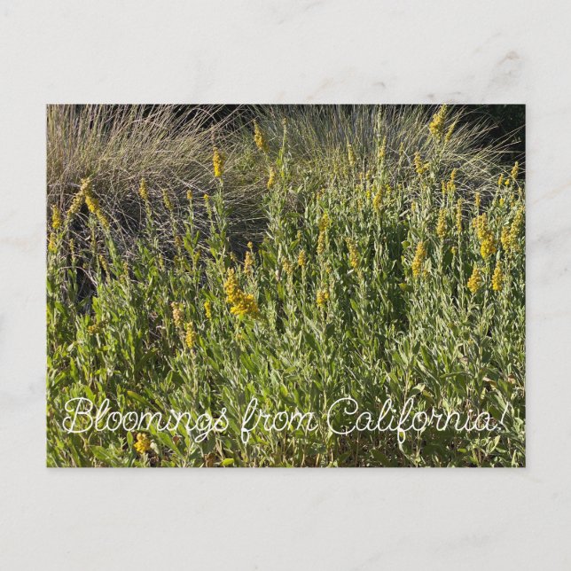 Postal Bloomings from California Goldenrod: (Anverso)