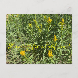 Postal Bloomings from California Goldenrod: