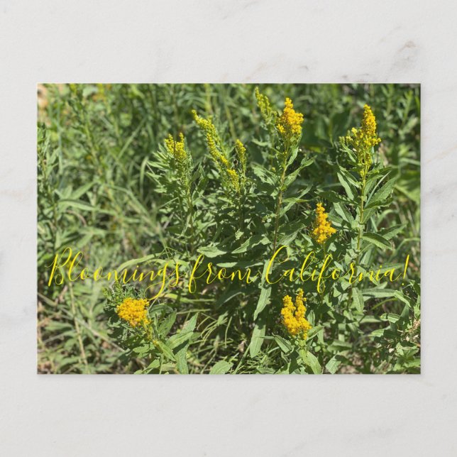Postal Bloomings from California Goldenrod: (Anverso)