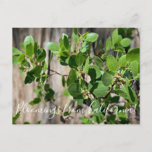 Postal Bloomings from California: Greenleaf Manzanita