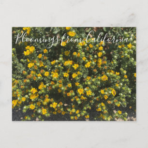 Postal Bloomings from California: Gumweed
