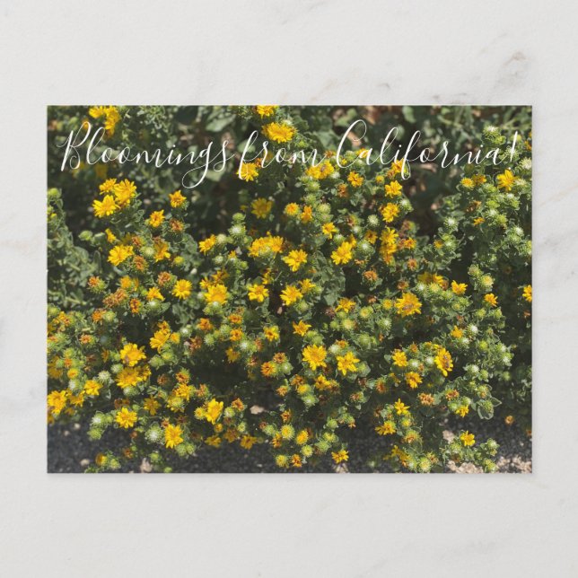 Postal Bloomings from California: Gumweed (Anverso)