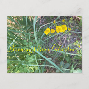 Postal Bloomings from California: Hermosa Cinquefoil
