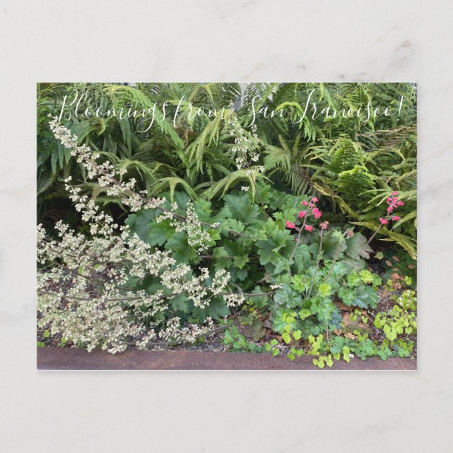 Postal Bloomings from California: Heuchera maxima (Anverso)