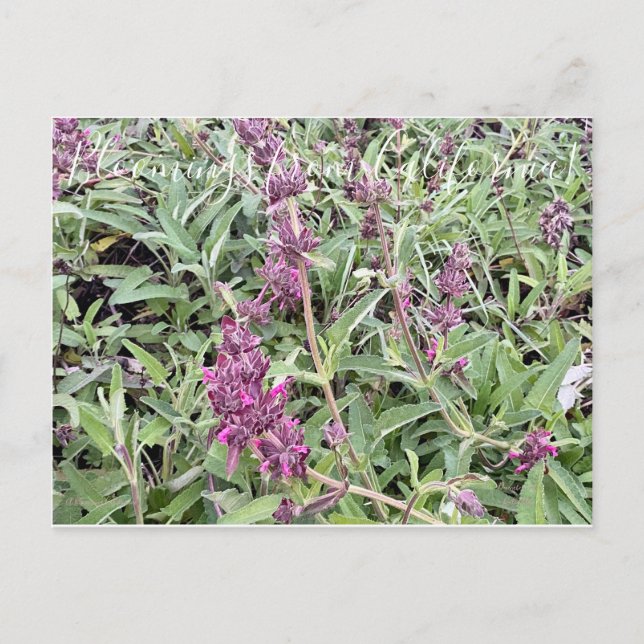 Postal Bloomings from California: Hummingbird Sage (Anverso)