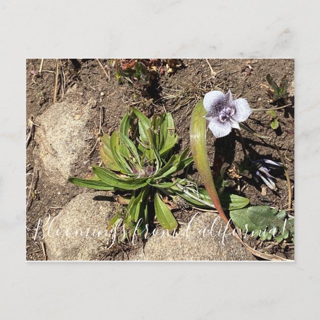 Postal Bloomings from California: La estrella de Tolmie (Anverso)