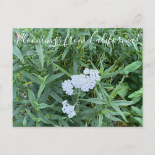 Postal Bloomings from California: La hipertensión de un s
