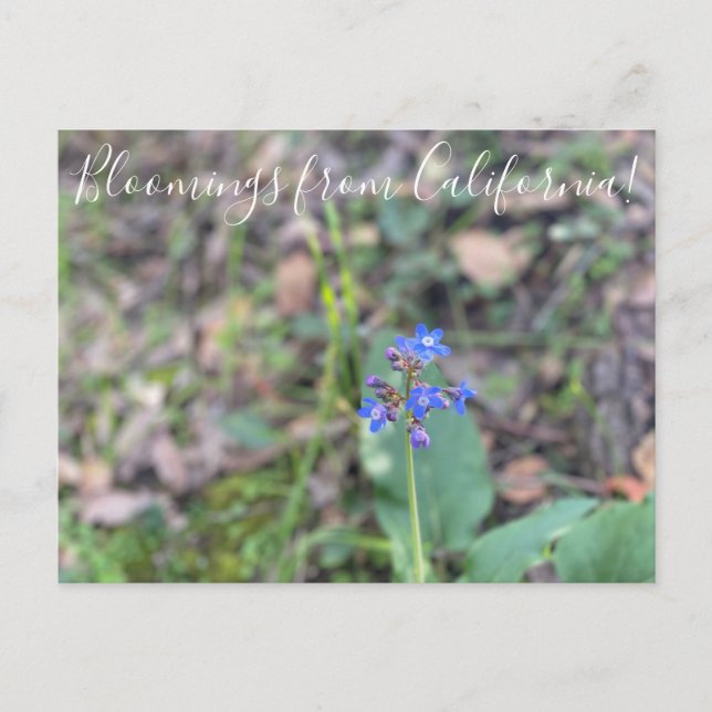 Postal Bloomings from California: La lengua de Pacific Ho (Anverso)