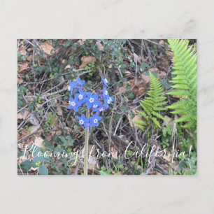 Postal Bloomings from California: La lengua de Pacific Ho