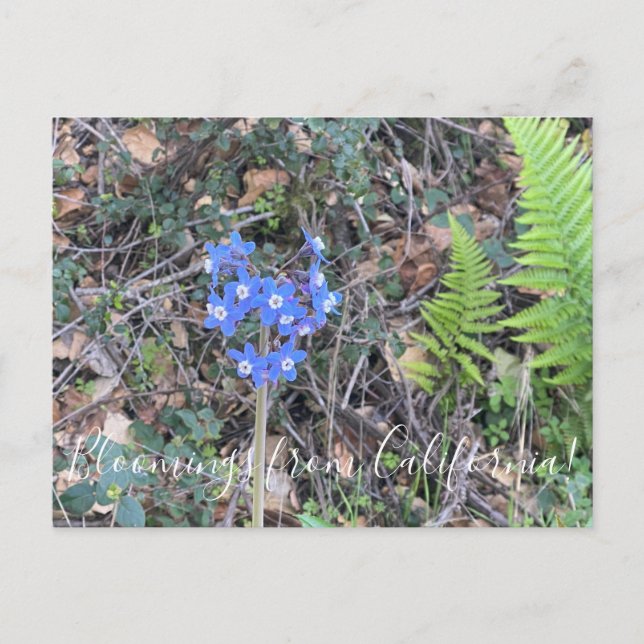 Postal Bloomings from California: La lengua de Pacific Ho (Anverso)