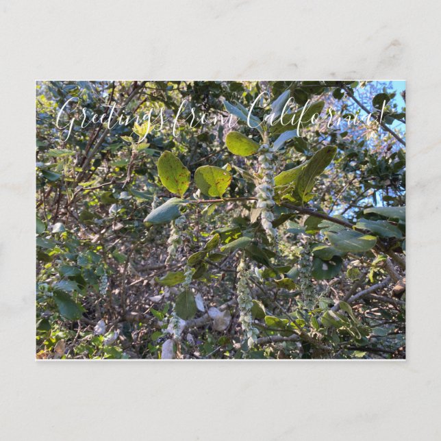 Postal Bloomings from California: La seda costera Tassel (Anverso)
