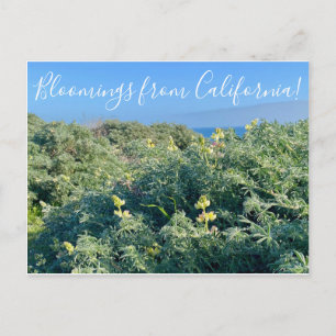 Postal Bloomings from California: Lupines