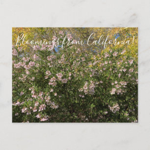 Postal Bloomings from California: Manzanita