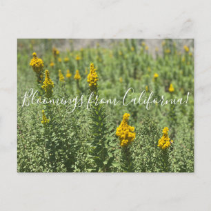 Postal Bloomings from California: Meadow Goldenrod