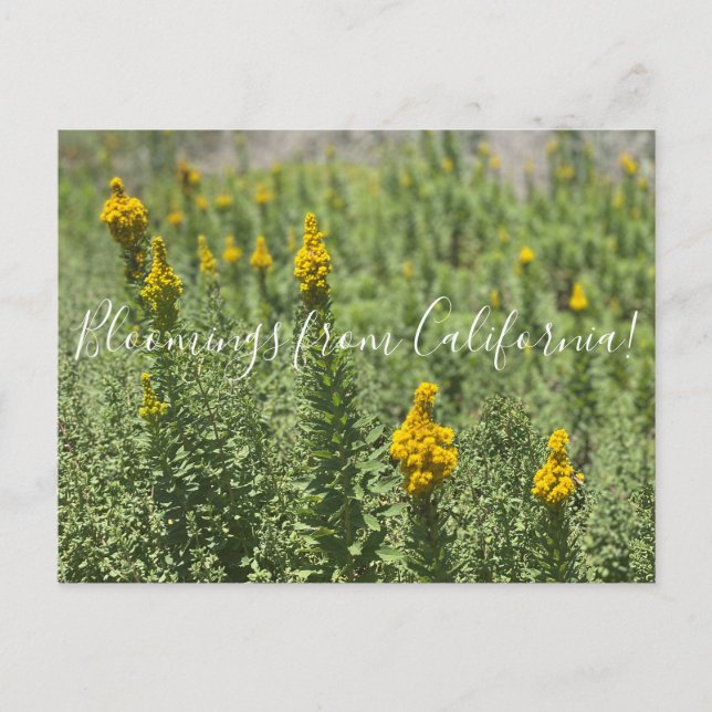 Postal Bloomings from California: Meadow Goldenrod (Anverso)