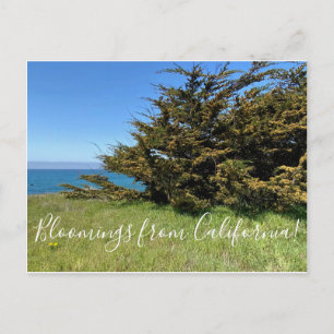 Postal Bloomings from California: Monterey Cypress