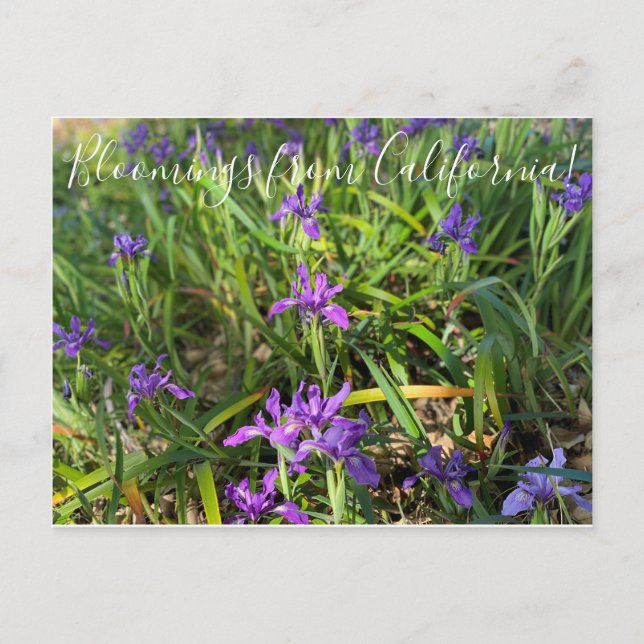 Postal Bloomings from California: Pacific Coast Iris Post (Anverso)