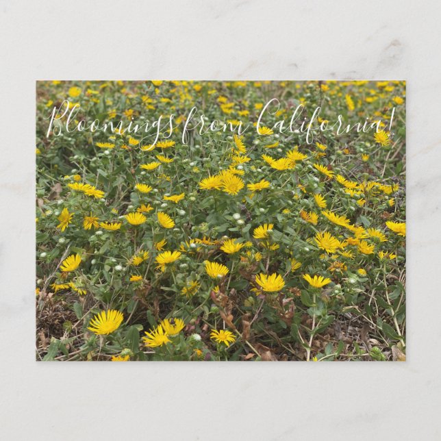 Postal Bloomings from California: Pacific Gumweed (Anverso)
