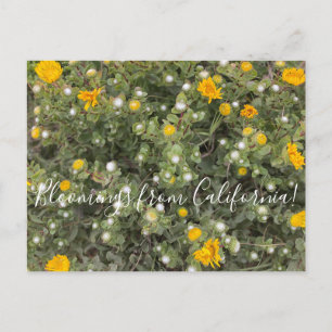 Postal Bloomings from California: Pacific Gumweed