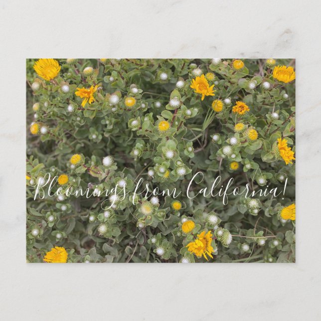 Postal Bloomings from California: Pacific Gumweed (Anverso)
