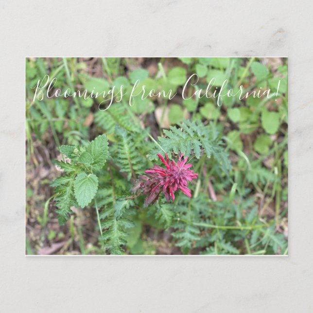 Postal Bloomings from California: Plume de Guerrero (Anverso)